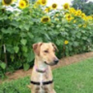 Meet your Posher, Annalise